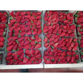 FRAGOLE CANDONGA PESO FRESCHE