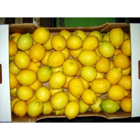 LIMONI - FRESCHI