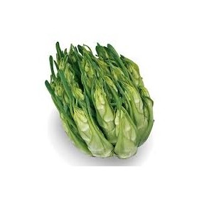 CATALOGNA CIMATA SFUSA (PUNTARELLE) FR.