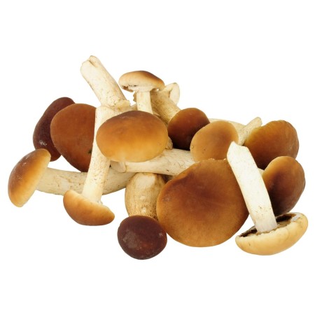 FUNGHI PIOPPINI 250 GR FRESCHI