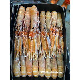 SCAMPI BORDO INSHORE IRLANDA 10/15 GELO