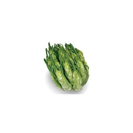 CATALOGNA CIMATA SFUSA (PUNTARELLE) FR.