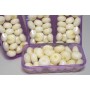 CIPOLLINE BORETTANE 300 GR FRESCHE