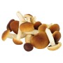 FUNGHI PIOPPINI 250 GR FRESCHI