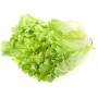 INSALATA SCAROLA FRESCA