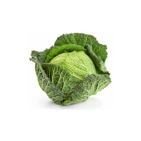 VERZE SFUSE FRESCHE