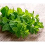 MENTA VASSOIO 150 GR FRESCA