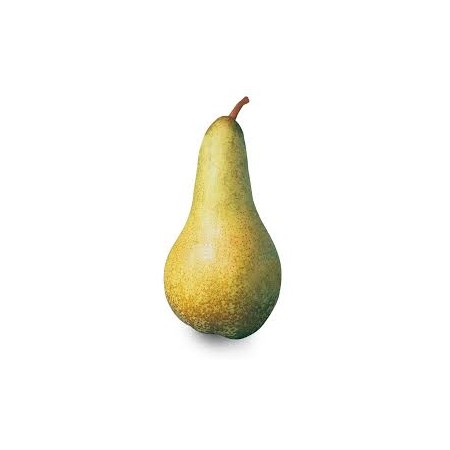 PERE COSCIA CILE