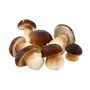 PORCINI TESTA NERA KG.1 GELO