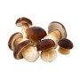 PORCINI FETTE/LAMINATI 1A KG. 1 GELO