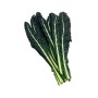 CAVOLO NERO FRESCO