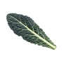 CAVOLO NERO FRESCO
