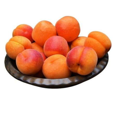 ALBICOCCHE FRESCHE