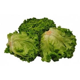 INSALATA GENTILE FRESCA