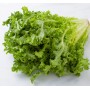 INSALATA RICCIA FRESCA