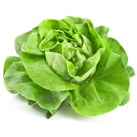 INSALATA LATTUGA FRESCA