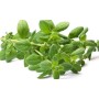 MAGGIORANA VASSOIO 20 GR FRESCA