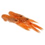 SCAMPI INT.PORCUPINE BORDO 16/20 IRL 0%