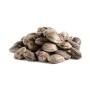 VONGOLE GUSCIO BROWN 60/80 KG.1