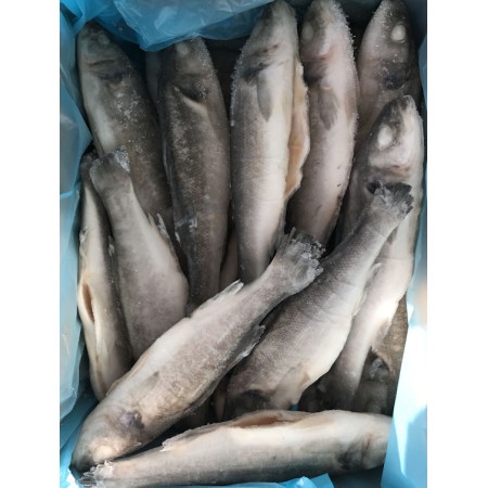 BRANZINO INT.EV. 200/300 OROMAR