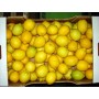 LIMONI - FRESCHI