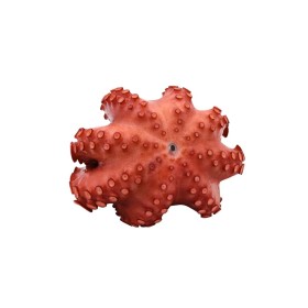 POLPO COTTO INTERO MOY T3 GELO