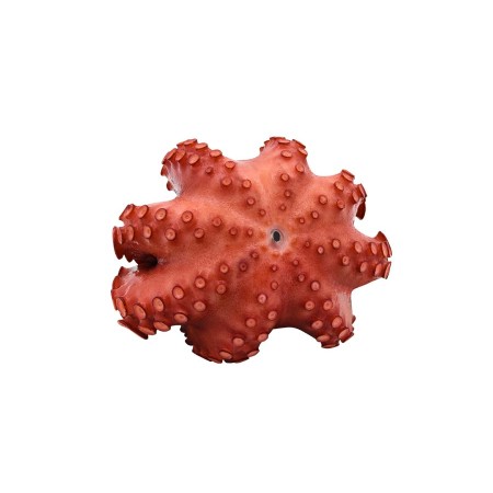 POLPO COTTO INTERO MOY T3 GELO