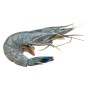 MAZZ.BLU NEW CALEDONIA 31/40 KG.1