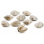 VONGOLE ITALIANE (LUPINI) KG.1 GELO