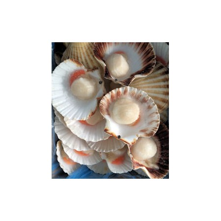 CAPPESANTE 8/12 ATL. 1/2 GUSCIO SCOZIA