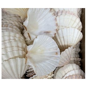 GUSCI CAPPE. 10/11 cm