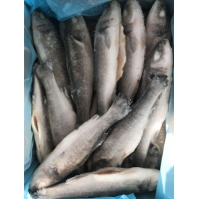 BRANZINO INT.EV. 200/300 OROMAR