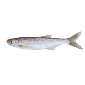 ALBORELLE EVISC PUL 1 KG GELO