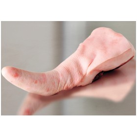 CODINO DI SUINO SV UE